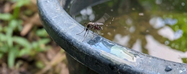 Why chikungunya is no longer just a tropical threat