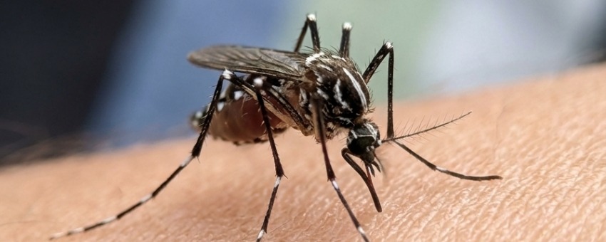 Pourquoi le chikungunya n'est plus seulement une menace tropicale