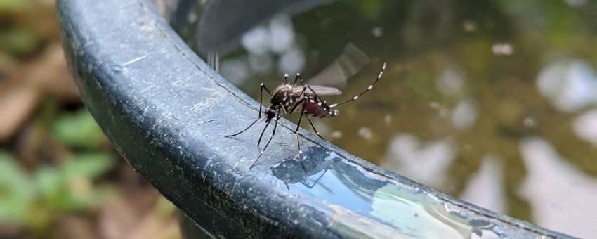 Pourquoi le chikungunya n'est plus seulement une menace tropicale